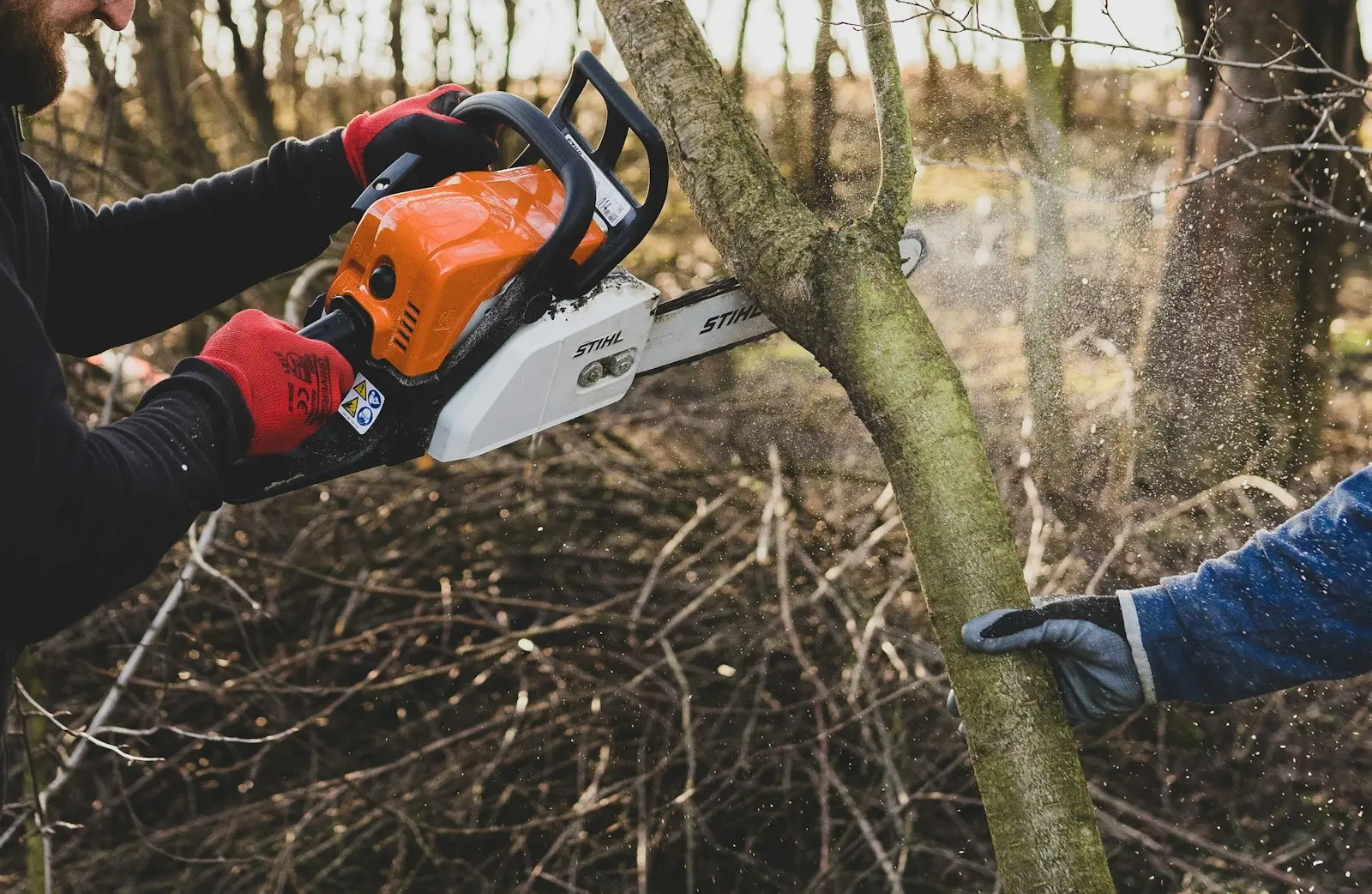 Chainsaw cutting through brush during fuel reduction