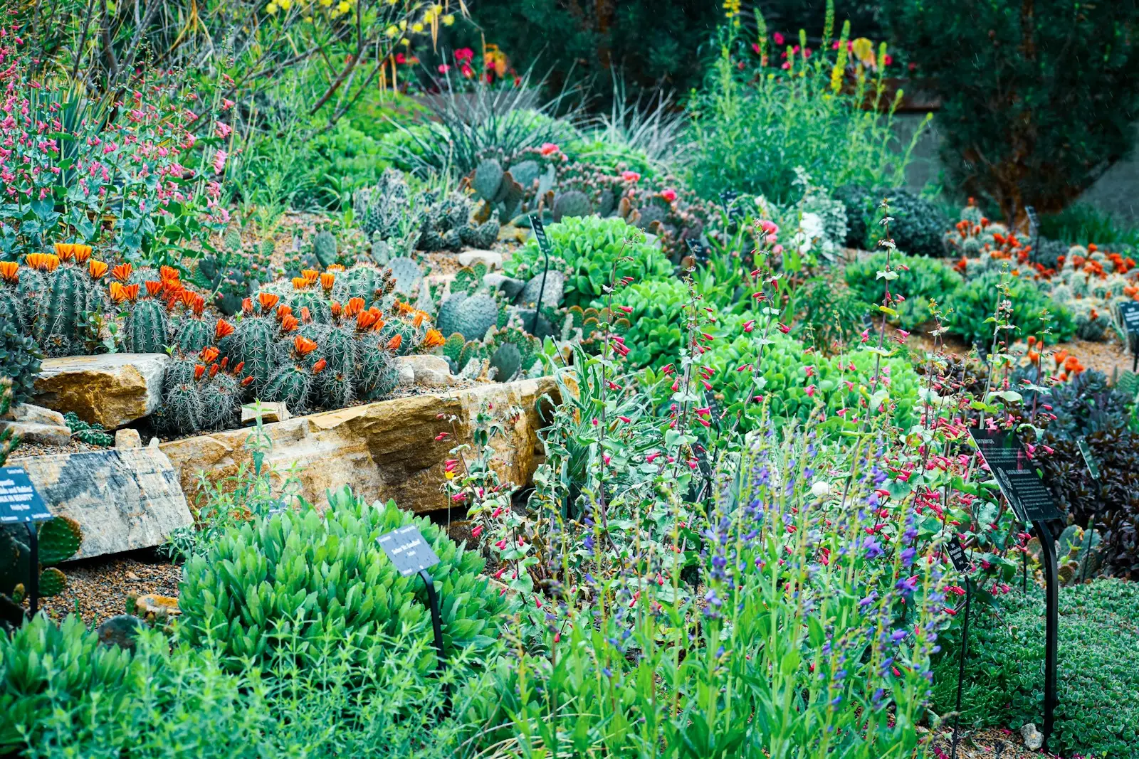 Layered sandstone ledges planted with drought-tolerant perennials