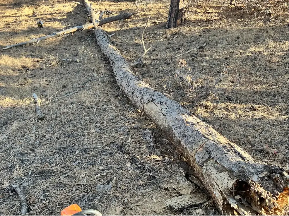 Felled pine log in a thinned stand, chainsaw in the foreground